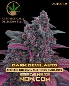 Dark Devil Auto (Autoflower) - Automatically Delicious
