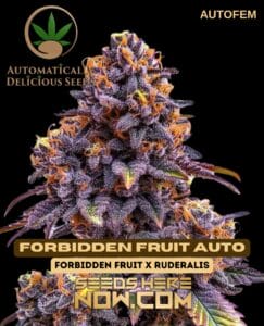 Forbidden Fruit Auto (Autoflower) - Automatically Delicious