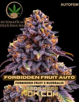 Automatically Delicious - Forbidden Fruit Auto {AUTOFEM}Automatically Delicious - Forbidden Fruit Auto {AUTOFEM}