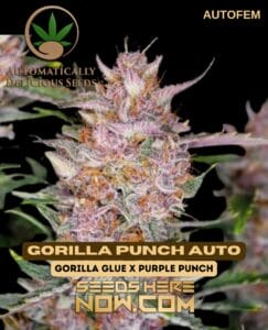 Gorilla Punch Auto (Autoflower) - Automatically Delicious
