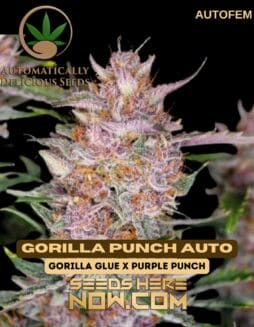 Automatically Delicious - Gorilla Punch Auto {AUTOFEM}Automatically Delicious - Gorilla Punch Auto {AUTOFEM}