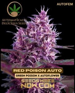 Red Poison Auto (Autoflower) - Automatically Delicious