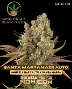 Santa Marta Haze Auto (Autoflower) - Automatically Delicious