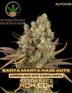 Santa Marta Haze Auto (Autoflower) - Automatically DeliciousSanta Marta Haze Auto (Autoflower) - Automatically Delicious