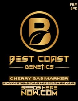 Best Coast Genetics - Cherry Gas Marker {FEM} [5pk]Best Coast Genetics - Cherry Gas Marker {FEM} [5pk]