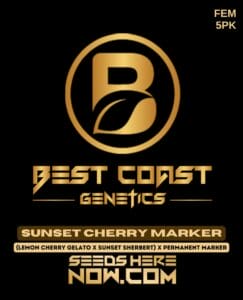 Sunset Cherry Marker (feminized) - Best Coast Genetics