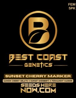 Best Coast Genetics - Sunset Cherry Marker {FEM} [5pk]Best Coast Genetics - Sunset Cherry Marker {FEM} [5pk]