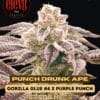 Purple variety pack (feminized) - elev8 seeds
