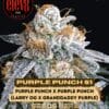 Purple variety pack (feminized) - elev8 seeds