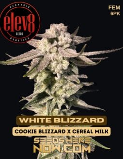 Elev8 Seeds - White Blizzard {FEM} [6pk]Elev8 Seeds - White Blizzard {FEM} [6pk]