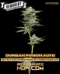 Durban Poison Auto (Autoflower) - Humboldt Seed Company
