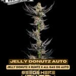 Jelly Donutz (Autoflower) - Humboldt Seed Company