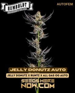 Jelly Donutz Auto (Autoflower) - Humboldt Seed Company
