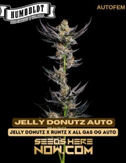 Humboldt Seed Company - Jelly Donutz Auto {AUTOFEM}Humboldt Seed Company - Jelly Donutz Auto {AUTOFEM}