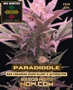 Paradiddle (Feminized) - Irie Genetics