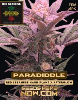 Irie Genetics - Paradiddle {FEM} [6pk]Irie Genetics - Paradiddle {FEM} [6pk]