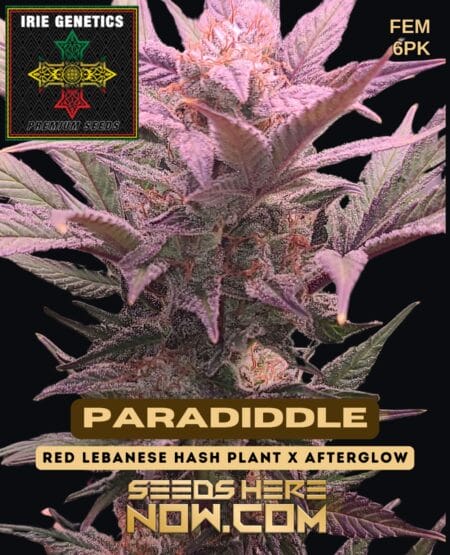 Paradiddle (feminized) - Irie Genetics