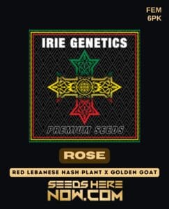 Rose (Feminized) - Irie Genetics