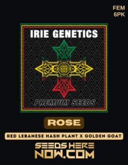 Irie Genetics - Rose {FEM} [6pk]Irie Genetics - Rose {FEM} [6pk]