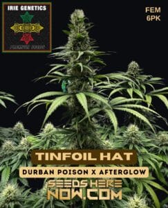 Tinfoil Hat (Feminized) - Irie Genetics