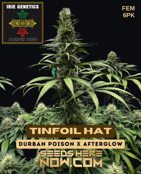 Tinfoil Hat (feminized) - Irie Genetics