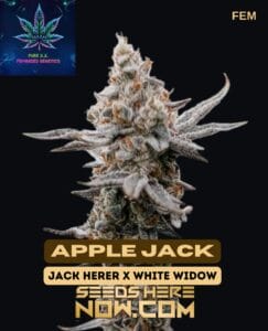 Apple Jack S1 (feminized) - Pure Xx