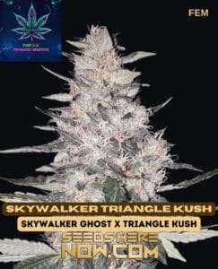 Skywalker Triangle Kush S1 (feminized) - Pure Xx