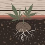 Guide on How to Germinate Cannabis Seeds