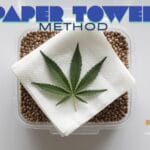 Cannabis Seed Paper Towel Method