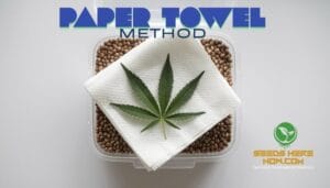 The Paper Towel Method: Why It’s a Top Choice for Cannabis Seed Germination