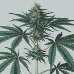 Growing Autoflower Cbd, Cbg, and Thc-a Seeds