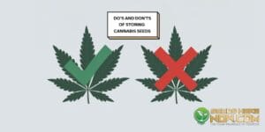 Do’s And Don’ts Of Cannabis Seed Storage – Do’s and Don’ts of Cannabis Seed Storage