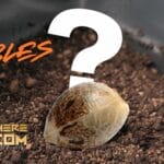 Cannabis Seed Germination Troubleshooting