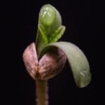 Cannabis Seed Germination Guide