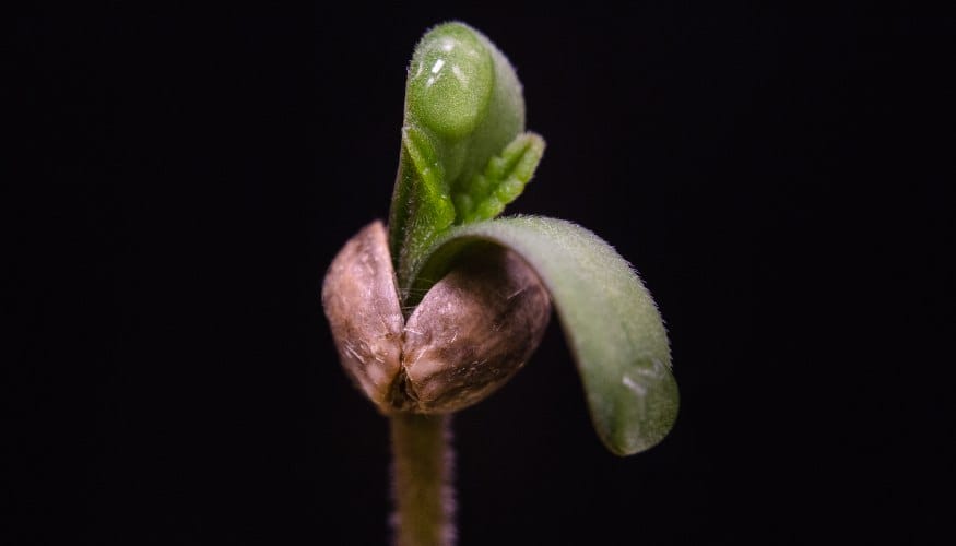 Full Germination Guide: Step-by-Step Process for Successful Seed Germination