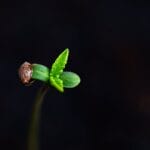 Advanced Cannabis Seed Germination