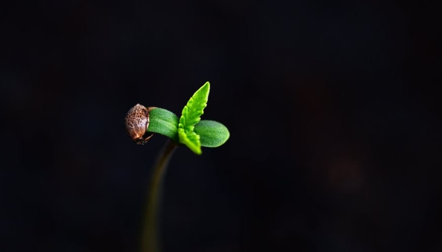 Advanced Cannabis Seed Germination Techniques