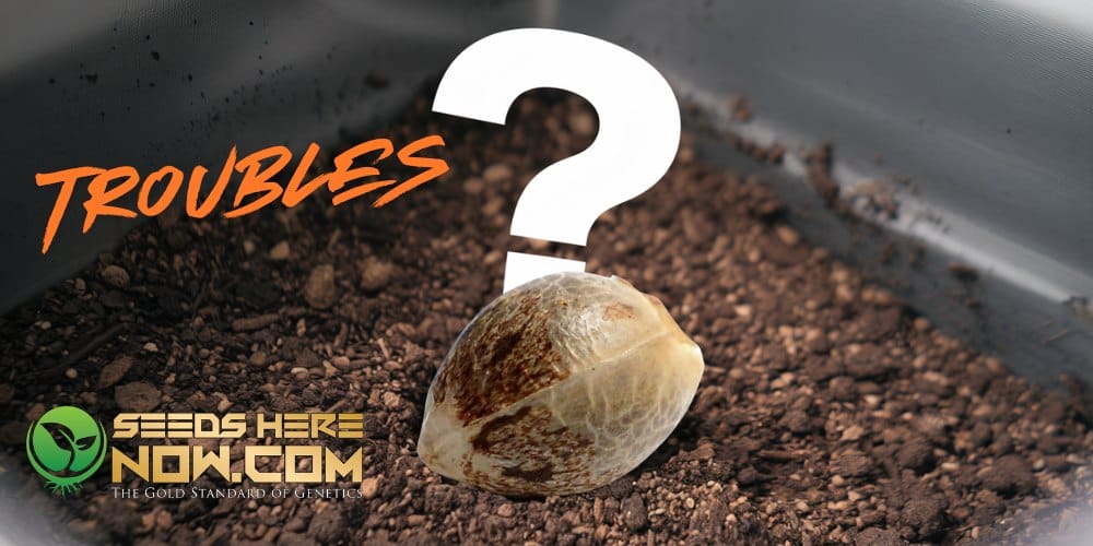 Germination Troubleshooting: What to Do If Your Cannabis Seeds Won’t Sprout