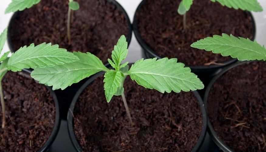 Advanced Marijuana Seed Germination Guide