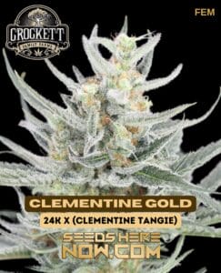 Clementine Gold (Feminized) (space) Crockett Family Farms