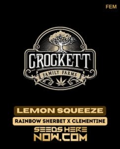 Lemon Squeeze (Feminized) - Crockett Family Farms