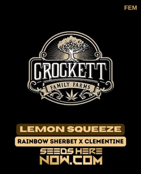 Crockett Family Farms - Lemon Squeeze {fem} [6pk]