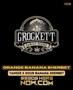 Orange Banana Sherbet (Feminized) - Crockett Family Farms