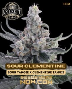 Sour Clementine (Feminized) - Crockett Family Farms