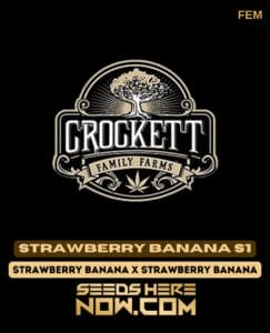 Strawberry banana s1 (feminized) - crockett family farms