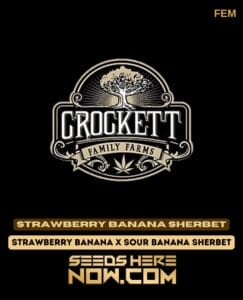 Strawberry Banana Sherbet (Feminized) - Crockett Family Farms