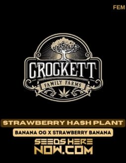 Crockett Family Farms - Strawberry Hash Plant {FEM} [6pk]Crockett Family Farms - Strawberry Hash Plant {FEM} [6pk]