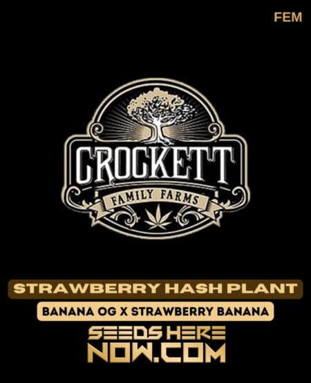 Strawberry Hash Plant (Feminized) (space) Crockett Family Farms