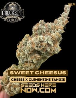 Crockett Family Farms - Sweet Cheesus {FEM} [6pk]Crockett Family Farms - Sweet Cheesus {FEM} [6pk]