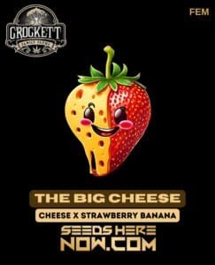 The Big Cheese (Feminized) - Crockett Family Farms